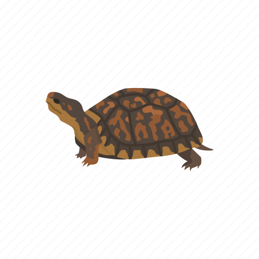 Animal, box turtle, reptiles, shell, terrapene, turtle icon - Download on Iconfinder