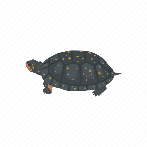 Animal, clemmys guttata, reptile, reptiles, semi-aquatic turtle, spotted turtle icon - Download on Iconfinder