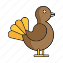 animal, autumn, bird, thanksgiving, turkey