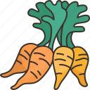 carrot, baby, carotene, fiber, food