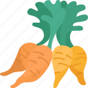 carrot, baby, carotene, fiber, food