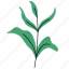 leaf, rustic, plant, green 