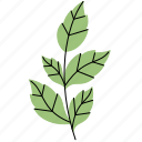 leaf, plant, botany, garden