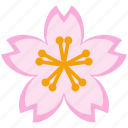 blossom, cherry, festival, flower, pink, sakura, season