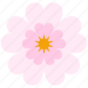 blossom, cherry, festival, flower, pink, sakura, season