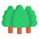 forest, trees, environment, tree