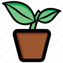 ecology, flower, gardening, plant, potted plant