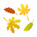 leaves, autumn, september, education
