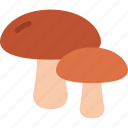 mushrooms, nature, fungus, botanical, plant