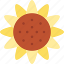 sunflower, helianthus, floral, garden, nature, plant