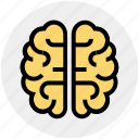 brain, brainstorming, human brain, intelligence, organ, science