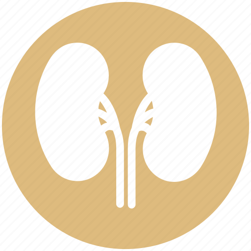 Anatomy, biology, body, health, kidney, medical, science icon - Download on Iconfinder