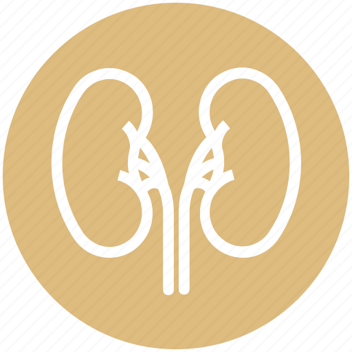 Anatomy, biology, body, health, kidney, medical, science icon - Download on Iconfinder
