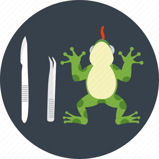 Frog, amphibian, animal, animal testing, examination, test, toad icon - Download on Iconfinder