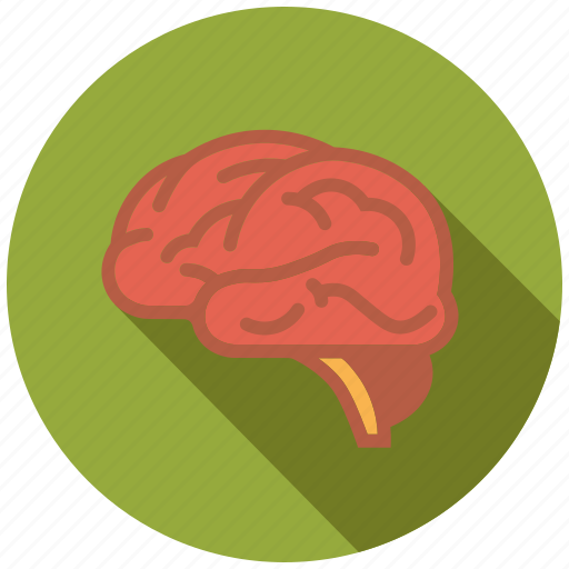 Biology, brain, intelligence, knowledge, organ, research, science icon - Download on Iconfinder