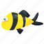 bee fish, bumblebee fish, fish, freshwater puffer, goby fish 