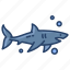 shark 