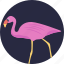 animal, bird, crane bird, flamingo, gruidae 