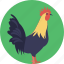 cock, cockerel, male chicken, male gallinaceous bird, rooster 