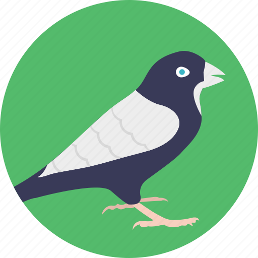 Animal, bird, cartoon crow, crow, raucous voice icon - Download on Iconfinder