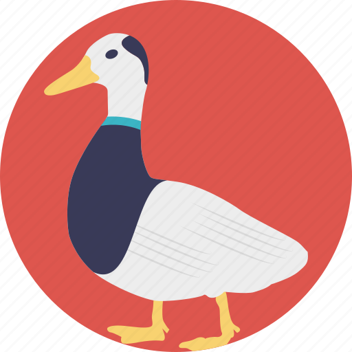 Animal, domestic animal, duck, geese, swan icon - Download on Iconfinder