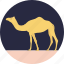 animal, camel, desert animal, domestic animal, mammal 