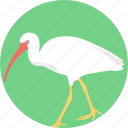 animal, bird, crane bird, flamingo, gruidae