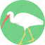 animal, bird, crane bird, flamingo, gruidae 