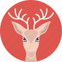 christmas deer, reindeer, wild animal, wildlife, xmas