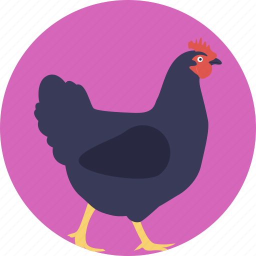 Animal, chicken, female bird, female chicken, hen icon - Download on Iconfinder