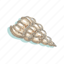 seashells, shell, sea, mollusk, shellfish, nautical, ocean 