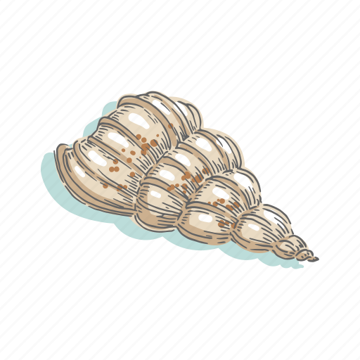 Seashells, shell, sea, mollusk, shellfish, nautical, ocean icon - Download on Iconfinder