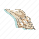 seashells, shell, sea, mollusk, shellfish, nautical, ocean 