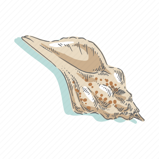 Seashells, shell, sea, mollusk, shellfish, nautical, ocean icon - Download on Iconfinder