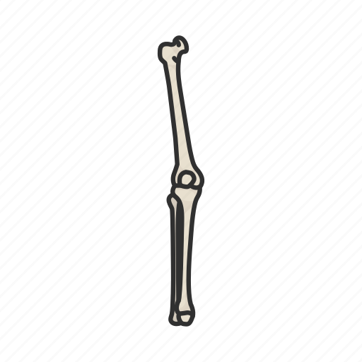 Anatomy, bone, femur bone, halloween, hip joint, knee joint, skeleton icon - Download on Iconfinder