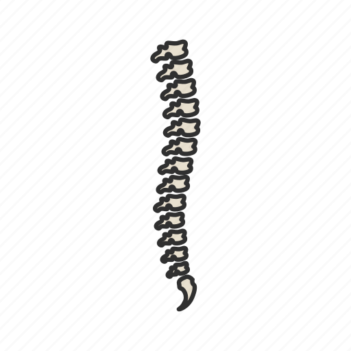 Back bone, bones, human spine, skeletal system, spinal column, spine, verebra icon - Download on Iconfinder