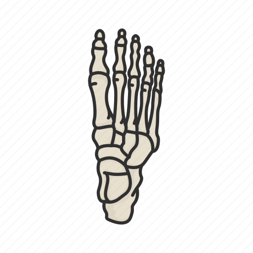 Anatomy, ankle, ankle bones, bones, human anatomy, medical, talus bones icon - Download on Iconfinder