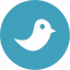 bird, communication, network, social, twitter 