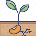 bean, ecology, environment, grow, nature, plant, seed