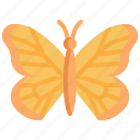 butterfly, animal, wings, bug, animals