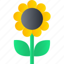 spring, sunflower, flower, garden, plant, nature, gardening