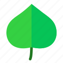 leaf, nature, plant, tree, green
