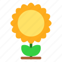 sunflower, flower, nature, plant, garden, gardening, green
