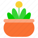 flower pot, flower, plant, pot, blossom, tree, leaf, pot plant, spring