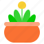 flower pot, flower, plant, pot, blossom, tree, leaf, pot plant, spring 