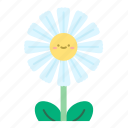 chamomile, blossom, bloom, flower, spring, floral, plant, nature, garden
