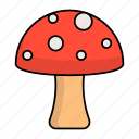 mushroom, fungi, fungus, vegetable, spring, nature, organism