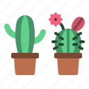 spring, cactus, plant, nature, pot