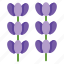 spring, lavender 