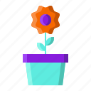 flower, garden, plant, pot
